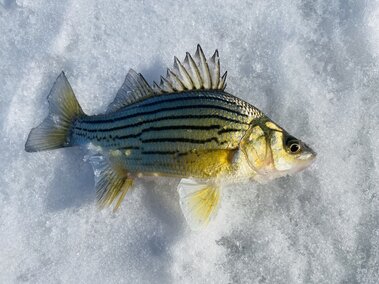 A yellow bass fish caught while ice fishing