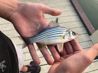An individual holding a yellow bass fish