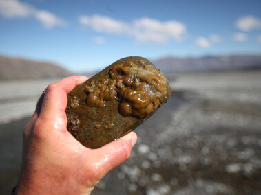 An individual holding a rock covered with didymo.