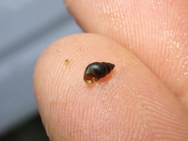 An individual holding a New Zealand mudsnail on their fingertip for scale.