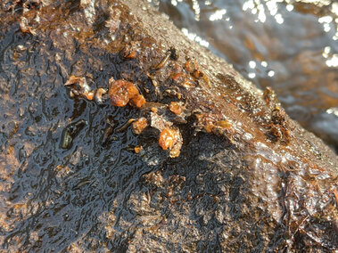 A closeup of didymo on a rock near water.