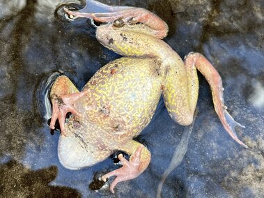 Yellow-spotted frog lying upside down in water.