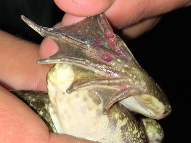 Toad with vibrant markings held in hands, showcasing its detailed, textured head and skin.