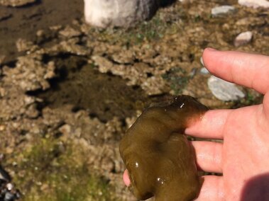 An individual holding a mass of rock snot.