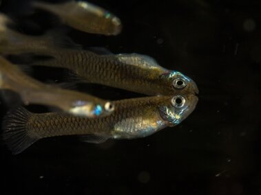 Several western mosquitofish showcasing their reflective properties with a dark background
