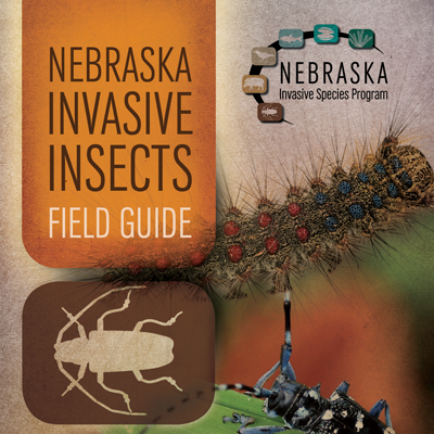 Invasive Insects Field Guide