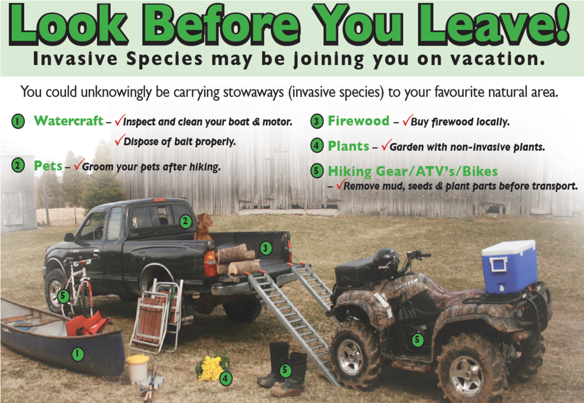 Graphic of places invasive species could come with you on your vacation