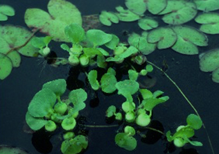 Invasive plants in a pond