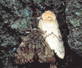 Male (brown) and female (white)