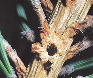 Damage to tree branch
