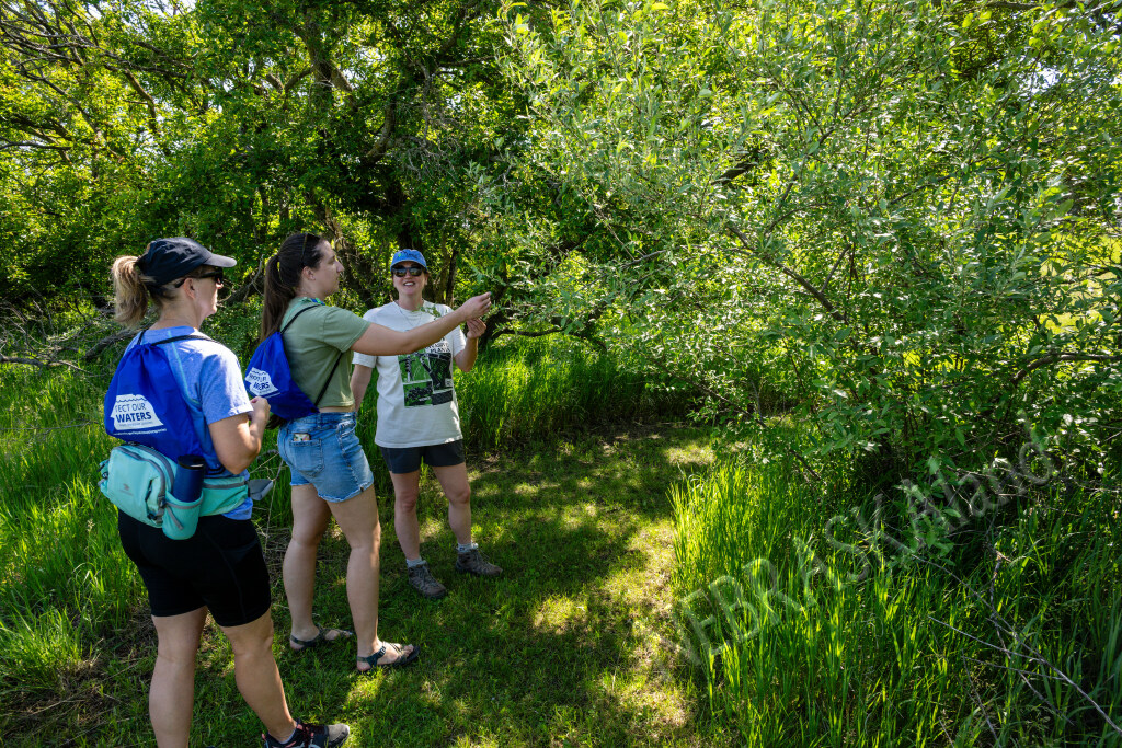 Three women examine a leafy tree in a sunny, green forest clearing.