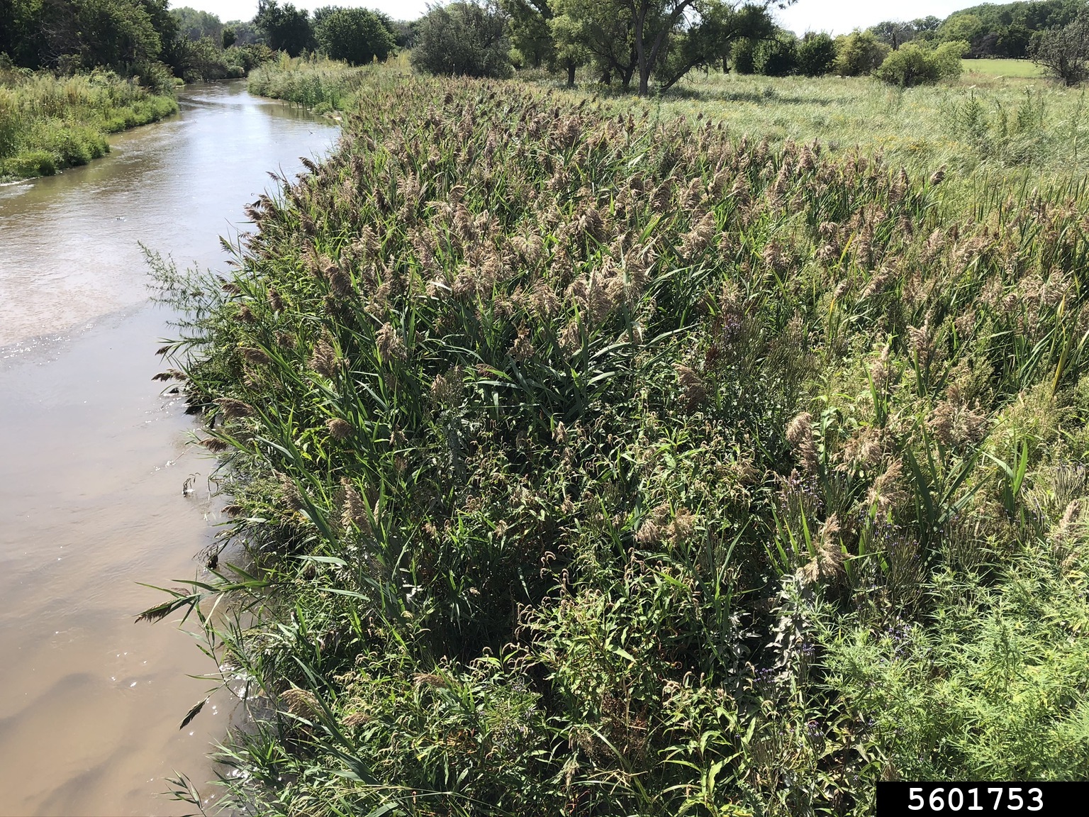 A dense thicket of common reed along a waterway