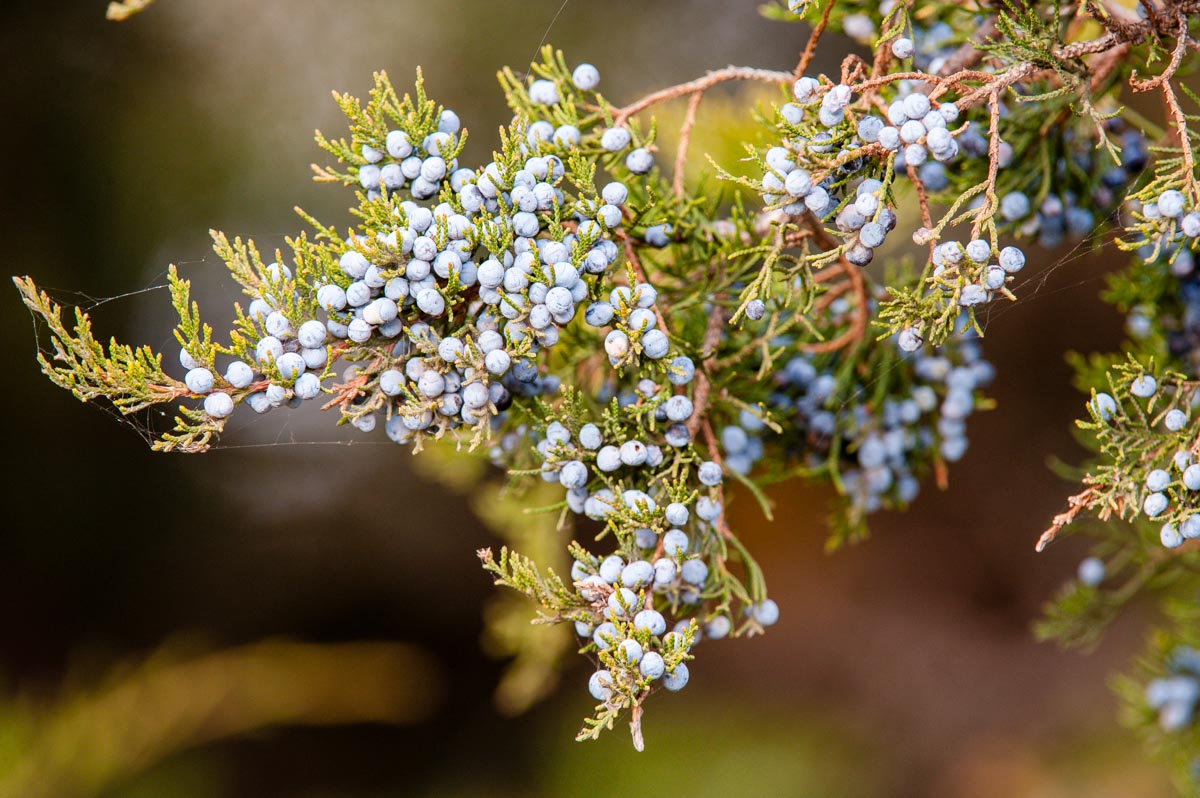 A closeup of an eastern redcedar (Juniperus virginiana) branch and its fruit.