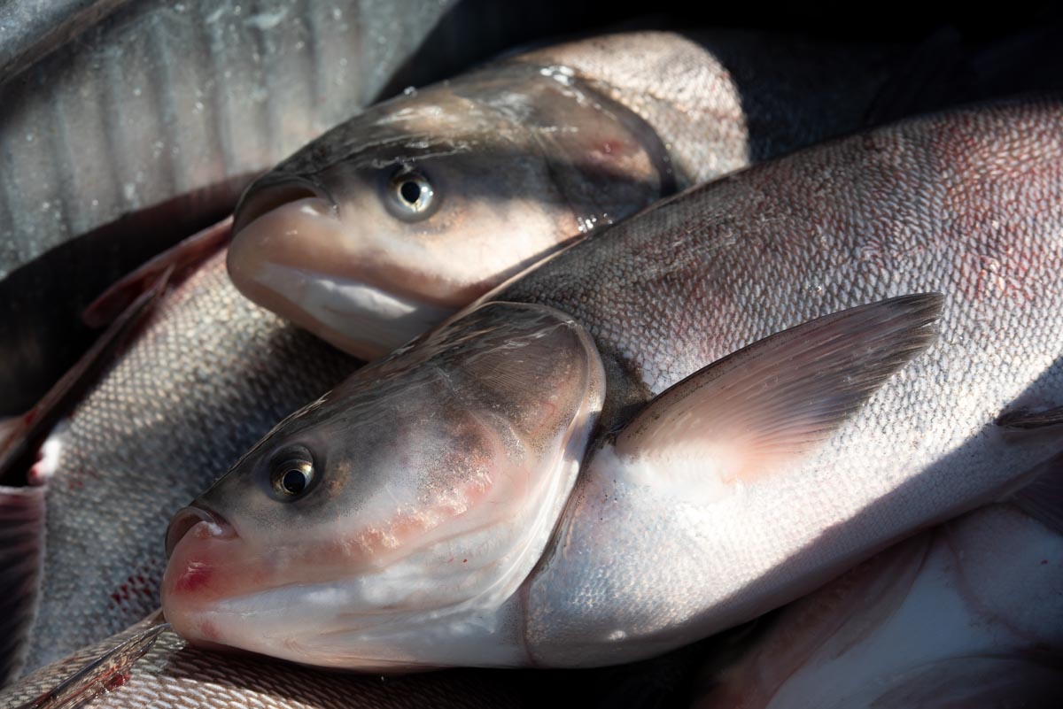 A closeup of Silver carp (Hypophthalmichthys molitrix).