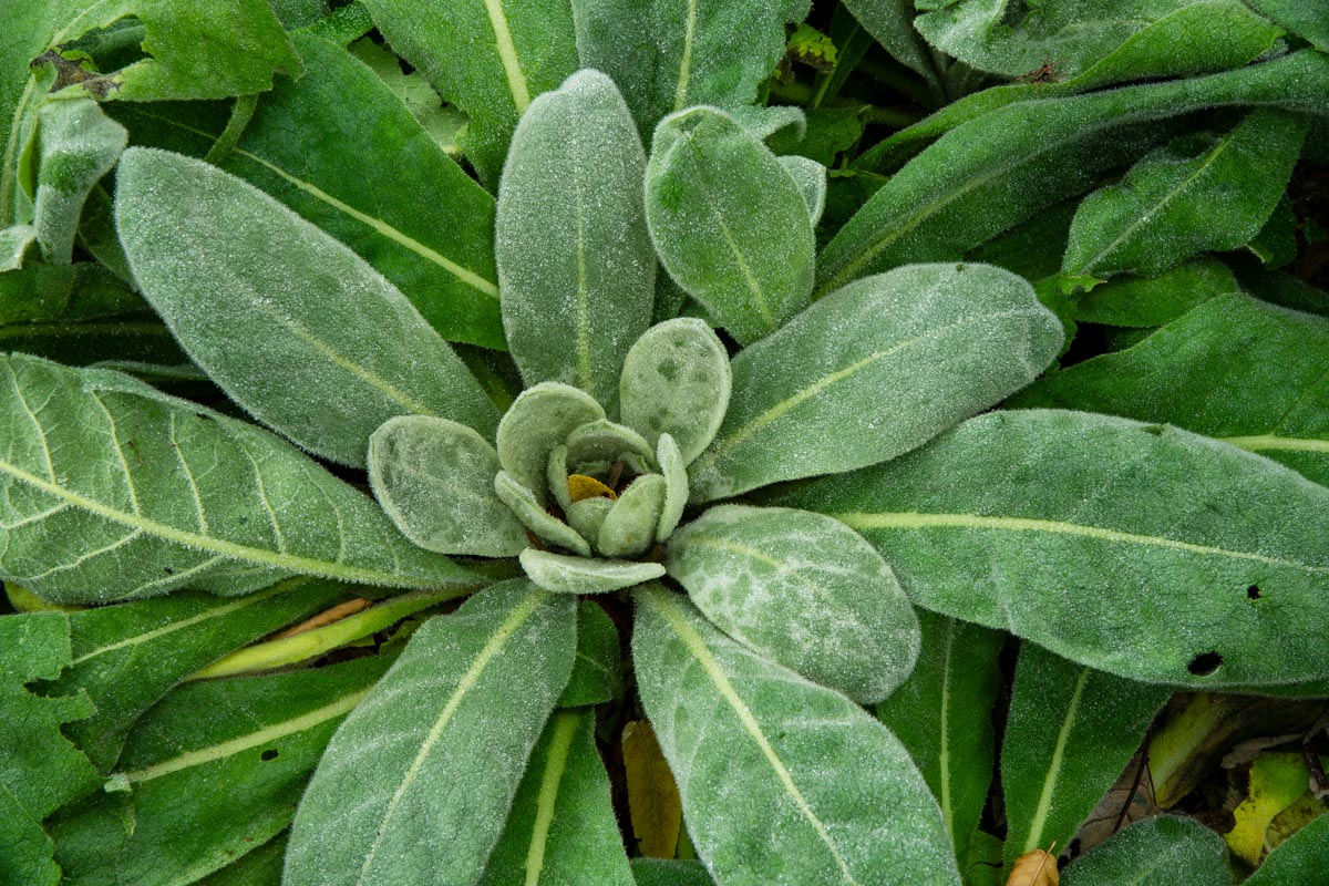 A closeup of a common mullein (Verbascum thapsus) rosette.