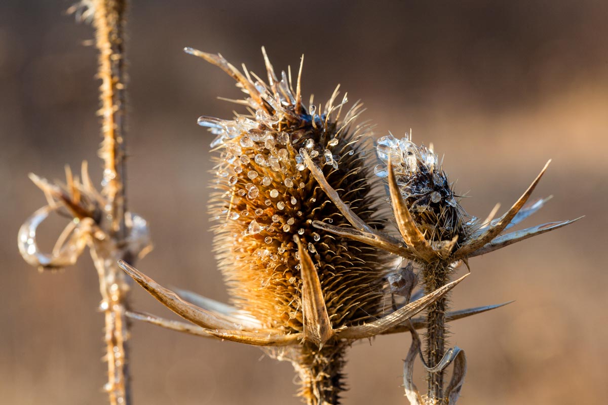 Freezing rain coats the seed head of cut-leaf teasel (Dipsacus laciniatus), an exotic, at Pawnee Lake Wildlife Management Area in Lancaster County