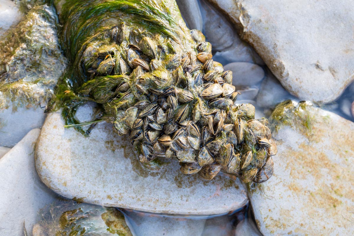 Zebra mussels (Dreissena polymorpha) collected on a rock in a stream.