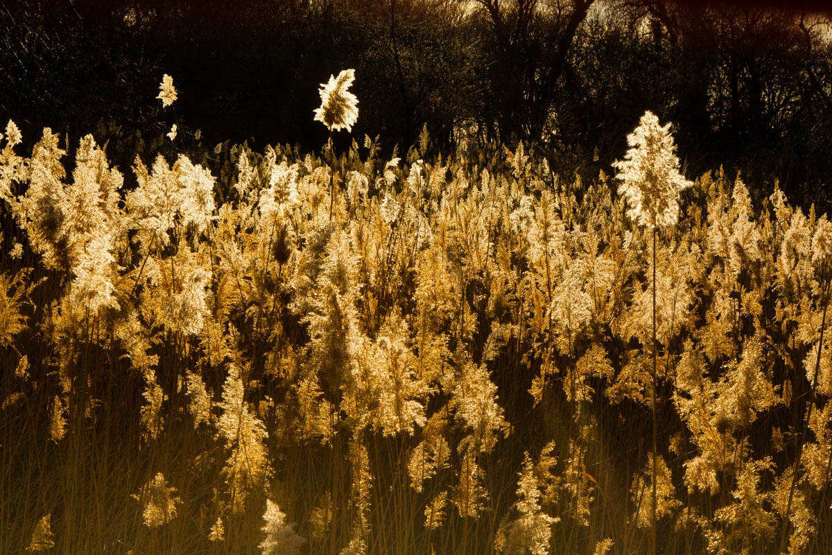 A field of Common reed (Phragmites australis) with seedheads in bloom.