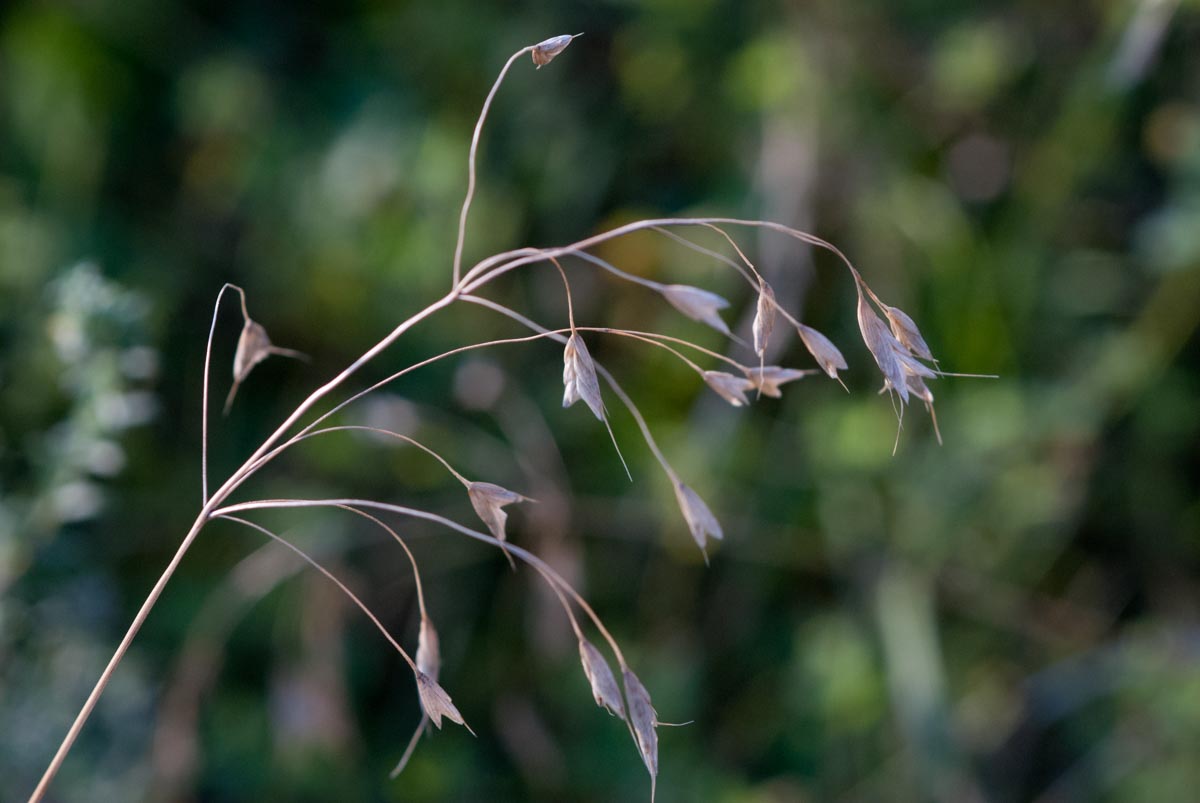 Cheatgrass (Bromus tectorum) seedhead.