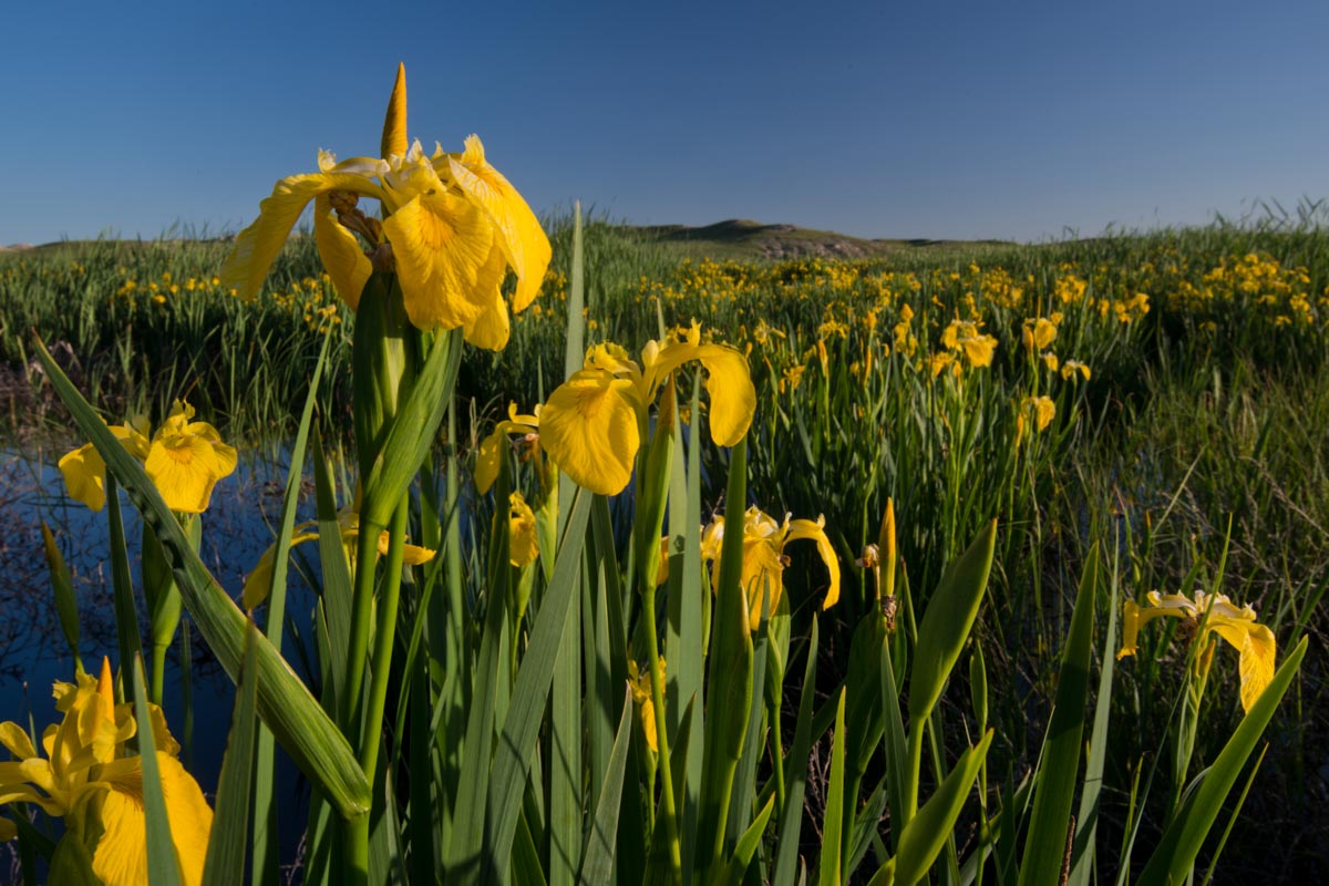 Yellow flag iris (Iris pseudacorus) along the Niobrara River at Agate Fossil Beds National Monument.