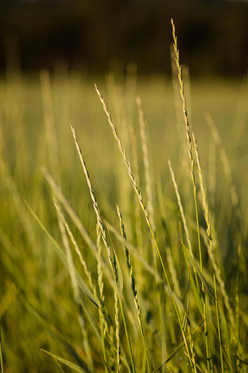 Intermediate wheatgrass (Thinopyrum intermedium) growing along Bordeaux Road southeast of Chadron.