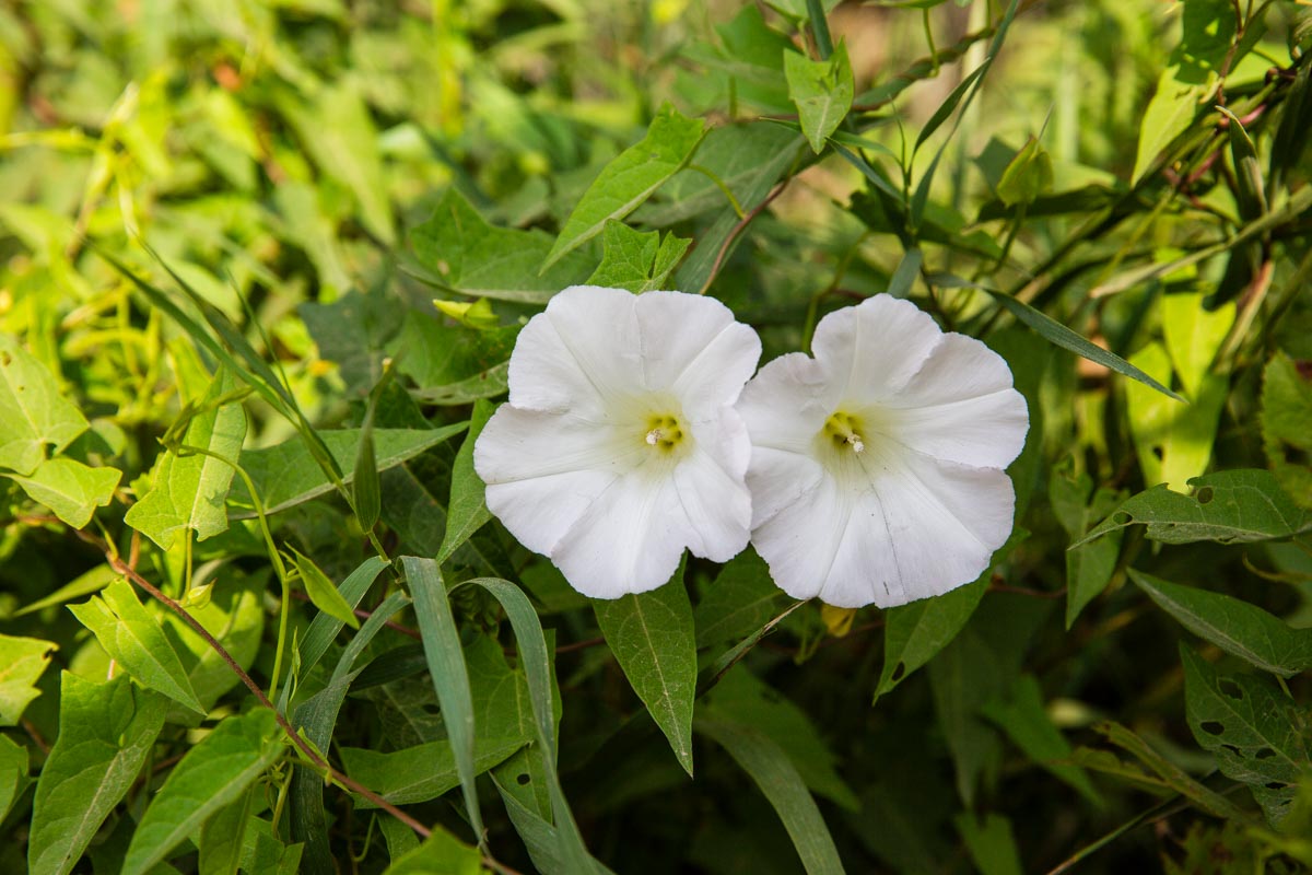 A closeup of two white field bindweed flowers
