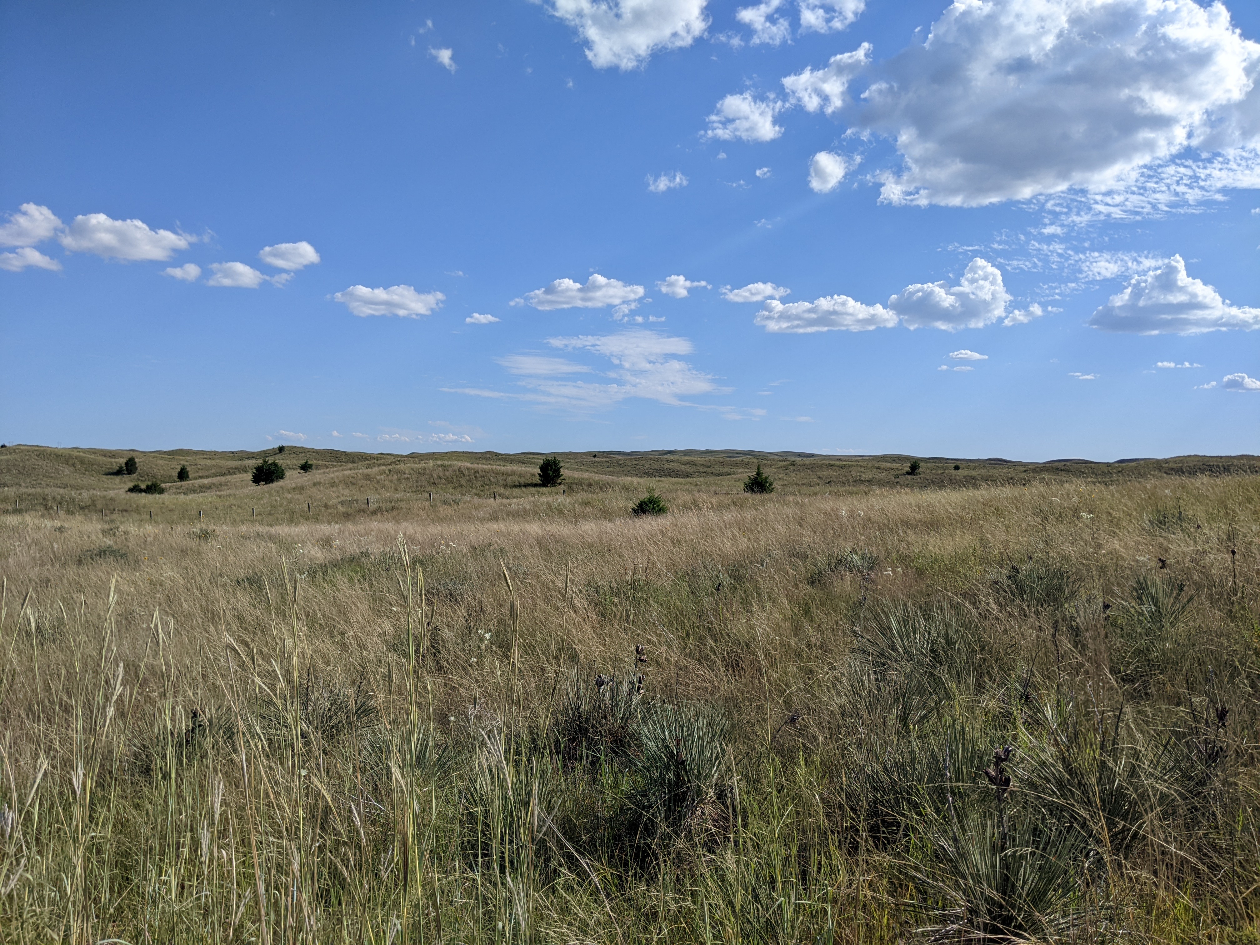 Eastern redcedar (juniperus virginiana) in the Nebraska Sandhills of Nebraska National Forest in Halsey, NE.