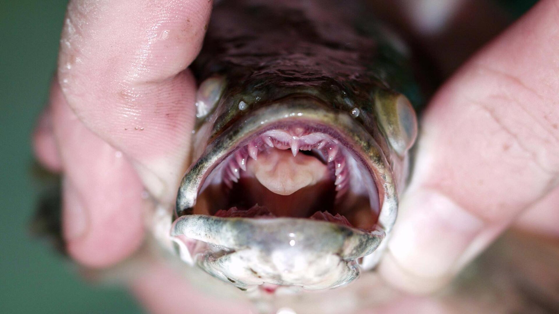Snakehead Invasive Snakehead | Nebraska Invasive Species Council | Nebraska