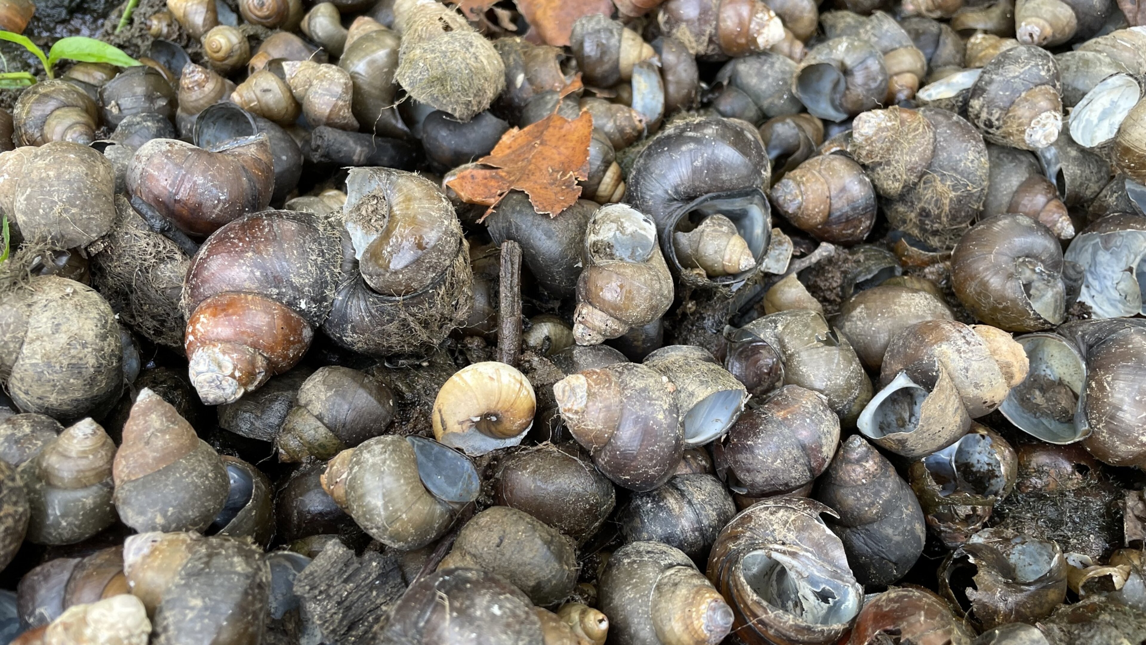 Black Mystery Snail | Nebraska Invasive Species Council | Nebraska