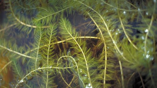 Green spiked watermilfoil submerged in water.