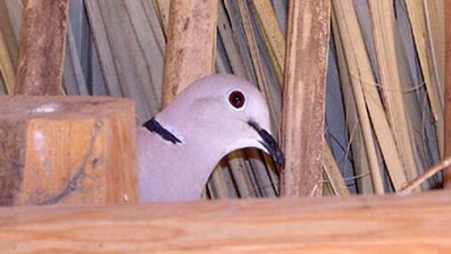 Eurasian collared dove peeking out from wooden beams and dried palm fronds.