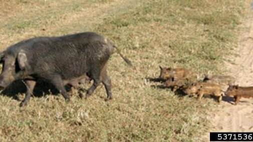 A black sow leading a group of piglets across a grassy field.