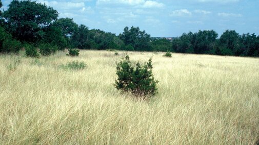 Field of yellow bluestem and sparse trees. 
