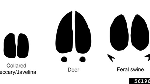 Silhouettes of collared peccary, deer, and feral swine tracks side by side.