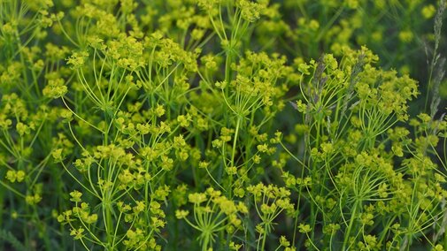 Cluster of yellow-green leafy spurge with thin stems, growing in an open field. 
