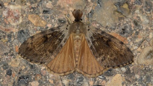 Male spongy moth with spread wings resting on speckled stone surface.