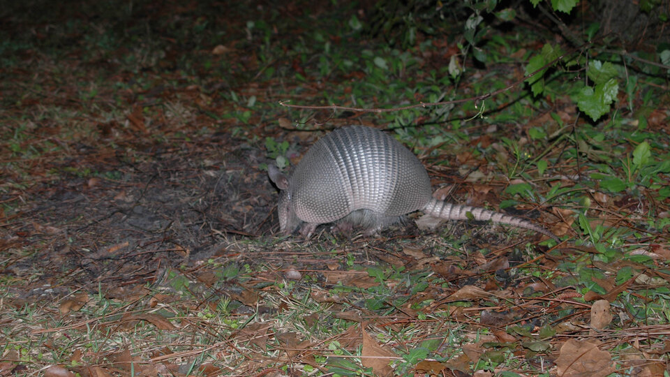 Armadillo digging in soil among leaves and grass, with greenery in the background.