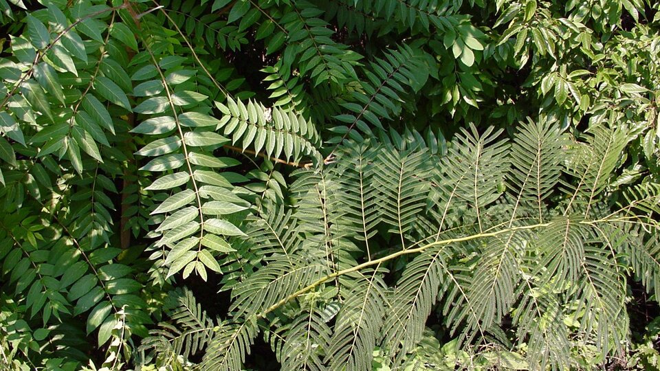 Leaves of tree of heaven