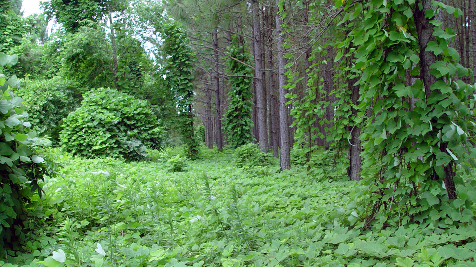 Dense green forest with trees and ground covered in thick Kudzu vines.