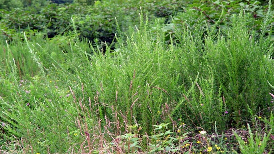 Dense green sericea lespedeza and plants growing in a lush, sunny outdoor area.