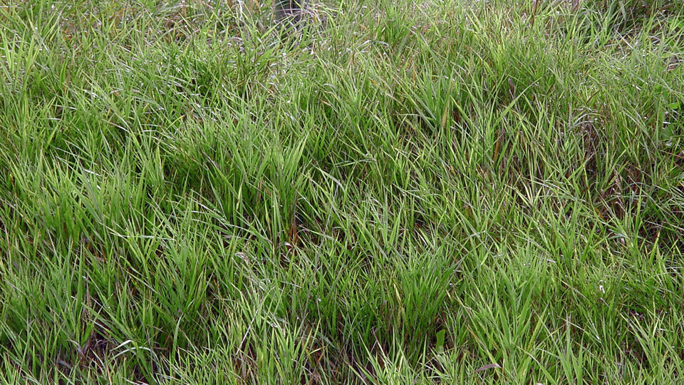 Dense smooth brome growing in a field with a wire fence in the background.