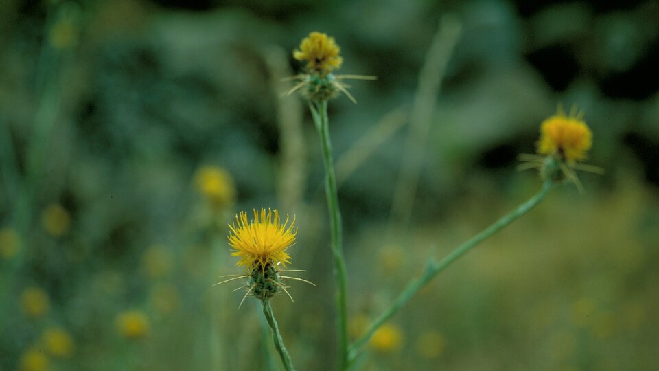 Yellow thistle flowers with spiky petals in a blurred natural background.