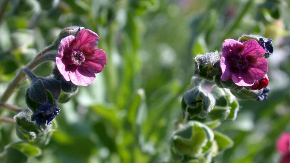 Purple houndstongue flowers with green leaves in a sunny outdoor setting.