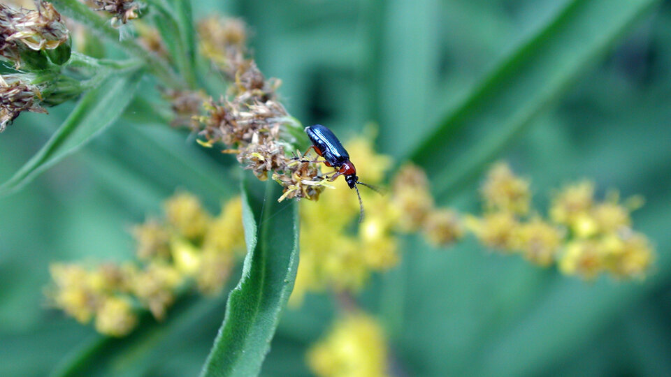 Cereal leaf beetle on a yellow flower, with green leaves in the background.