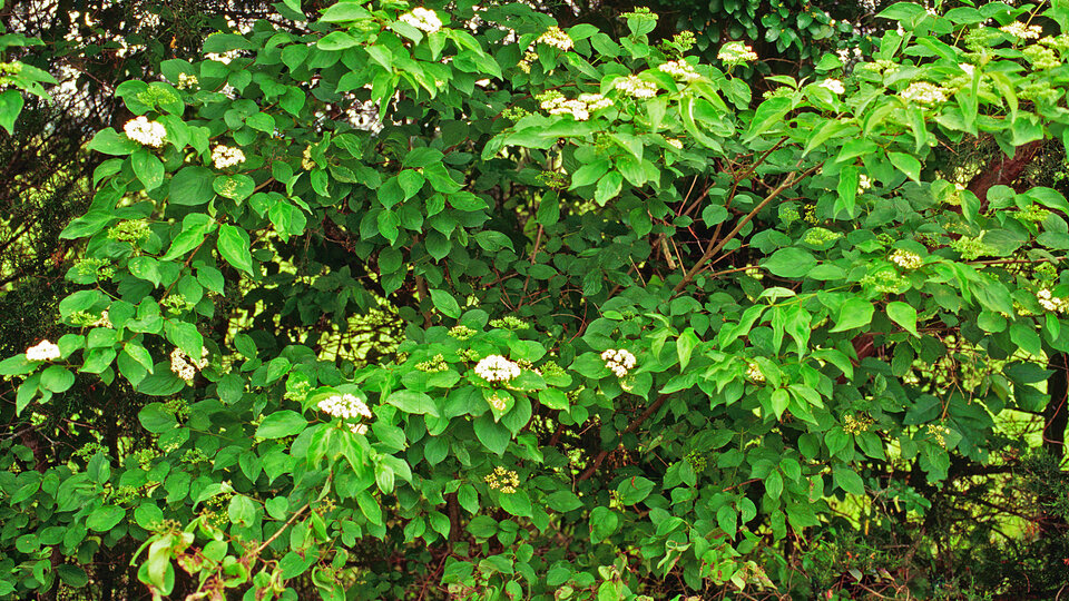 Flowering roughleaf dogwood bush. 