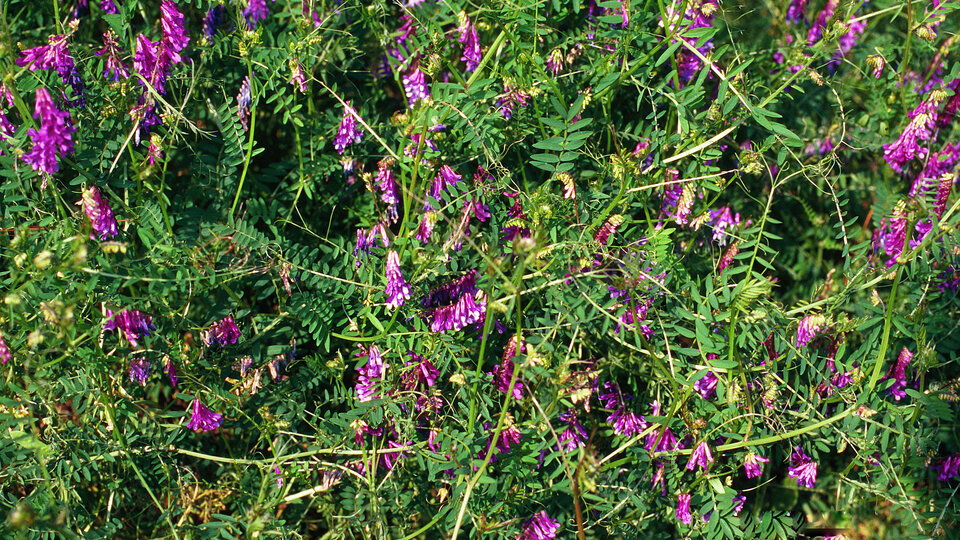 Dense stand of purple flowering hairy vetch.