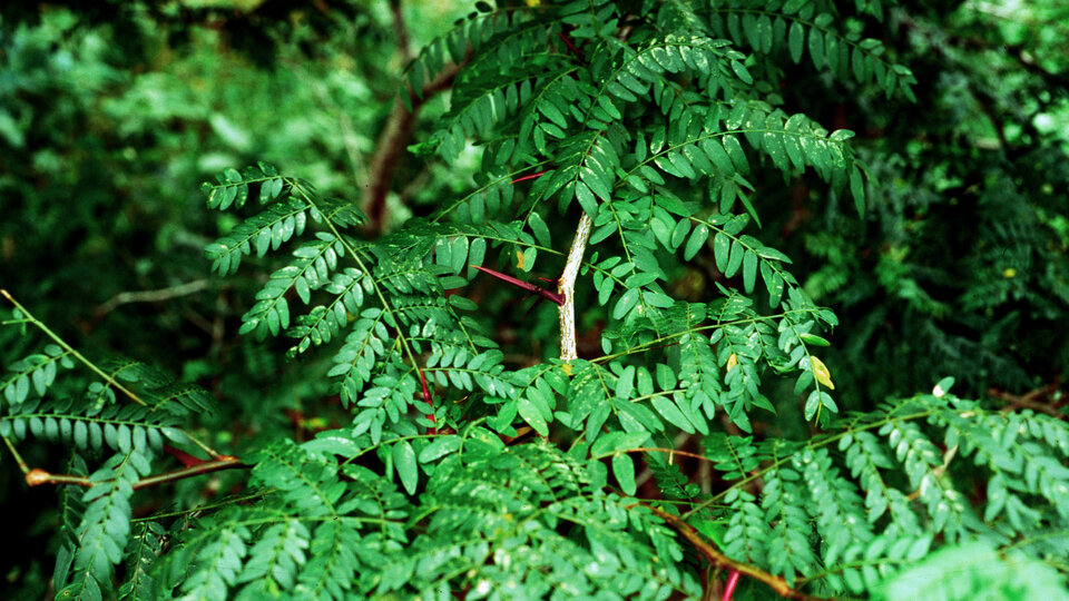 Lush green leaves and red stems of honey locust. 