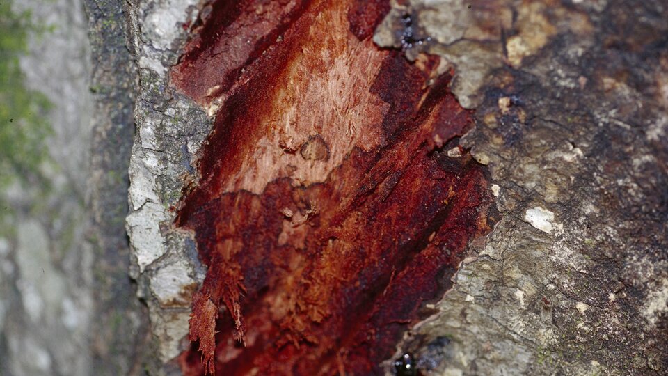 Bark damage exposing red wood on a tree trunk, surrounded by rough gray bark.