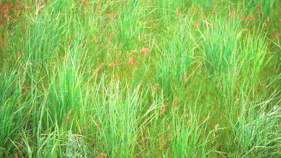 Green field with tall intermediate wheatgrass and scattered plants.
