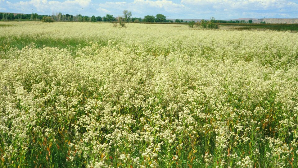 Field of perennial pepperweed under a blue sky with scattered clouds.